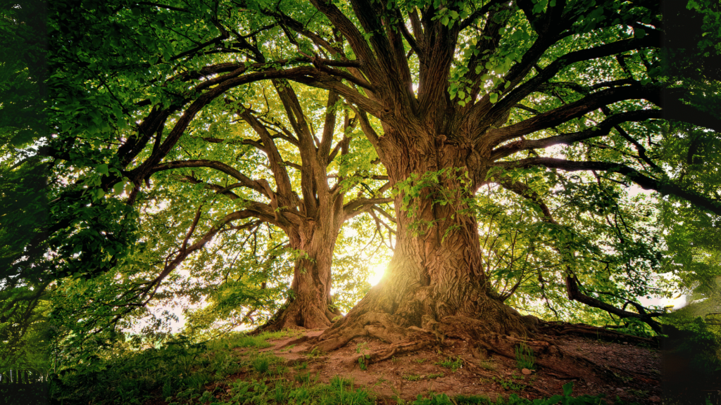 Big old tree with firm roots. Your aim should be to sit firm like this tree.